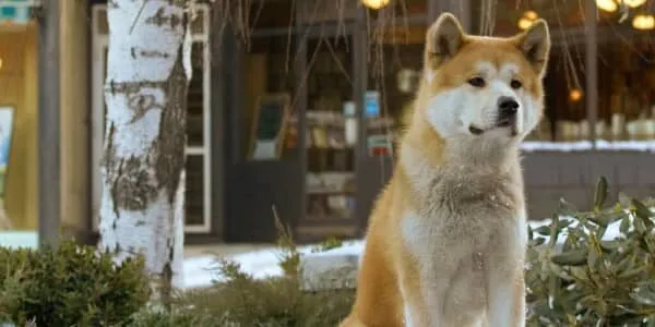 Hachi: A Dog's Tale